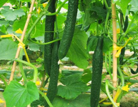 The use effect of on the cucumber plant